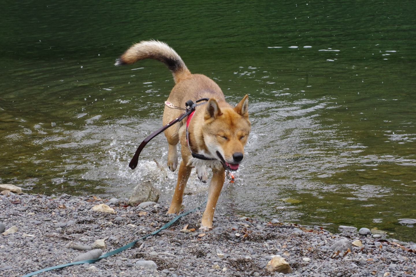 🐕🌿 今日はモニターツアー！