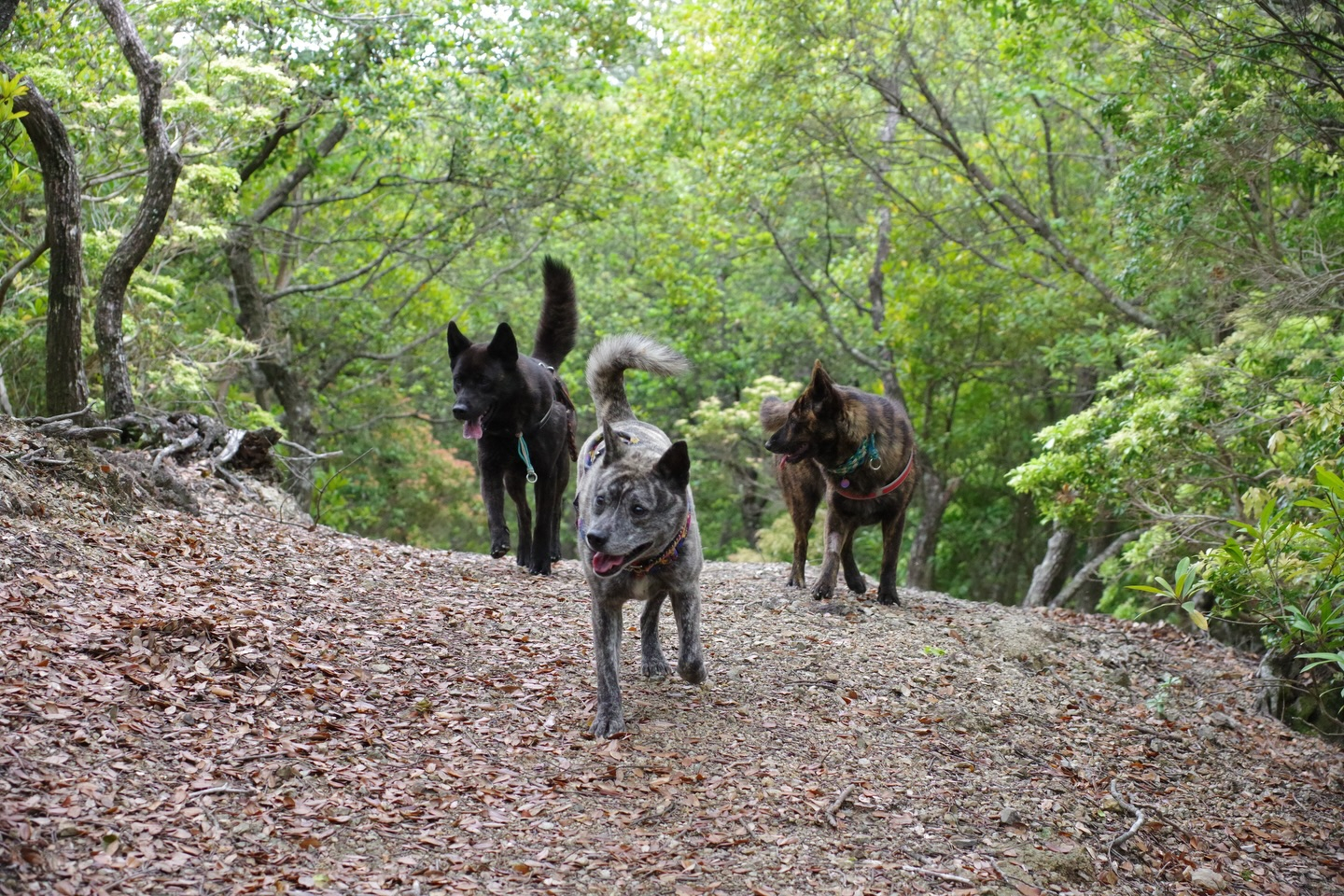 🐕🌿 今日はモニターツアー！