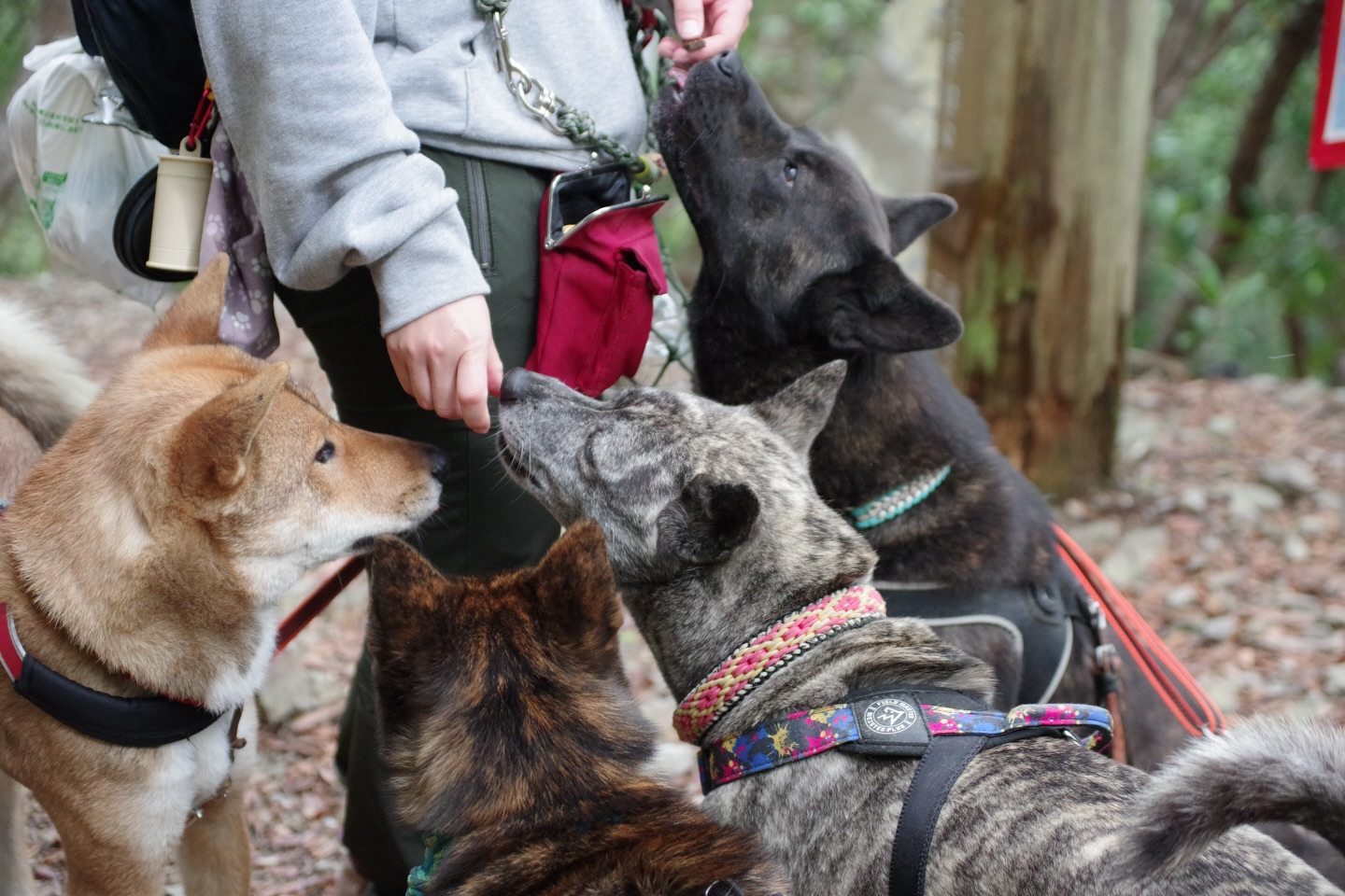 🐕🌿 今日はモニターツアー！