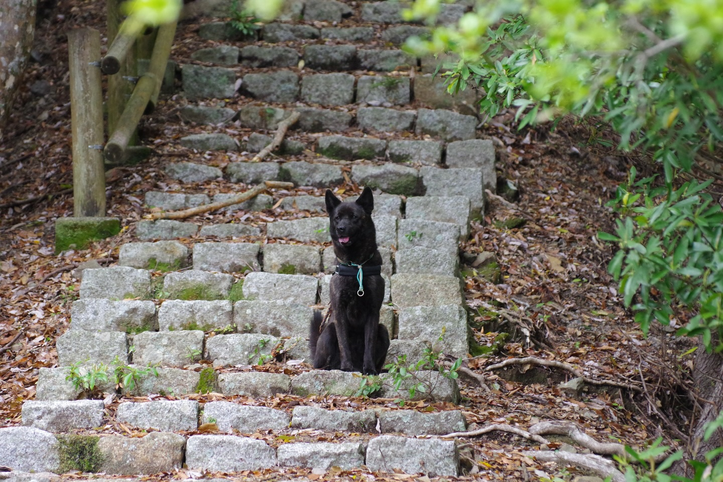 🐕🌿 今日はモニターツアー！