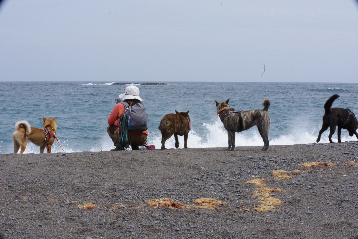 🐕🌿 今日はモニターツアー！