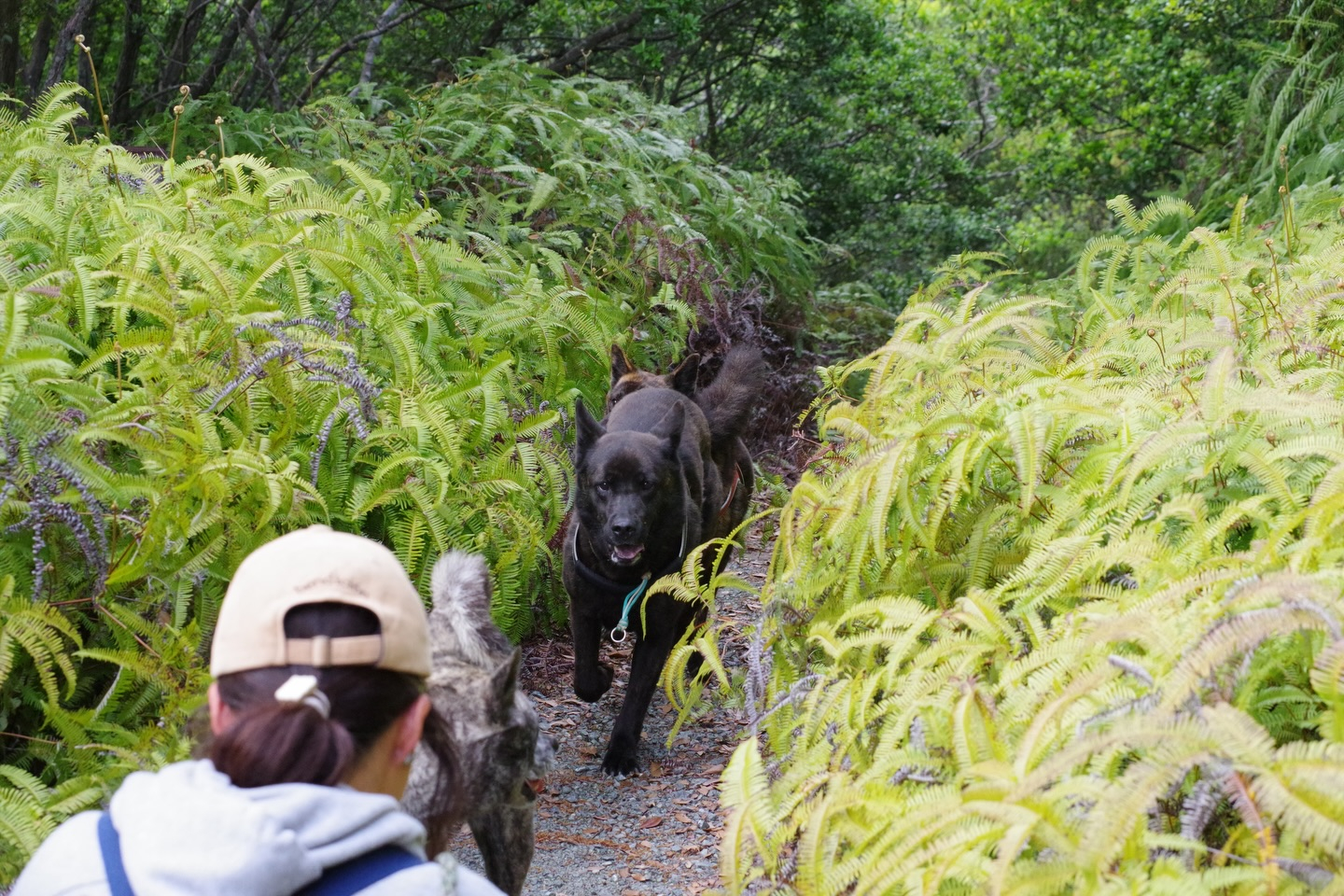 🐕🌿 今日はモニターツアー！