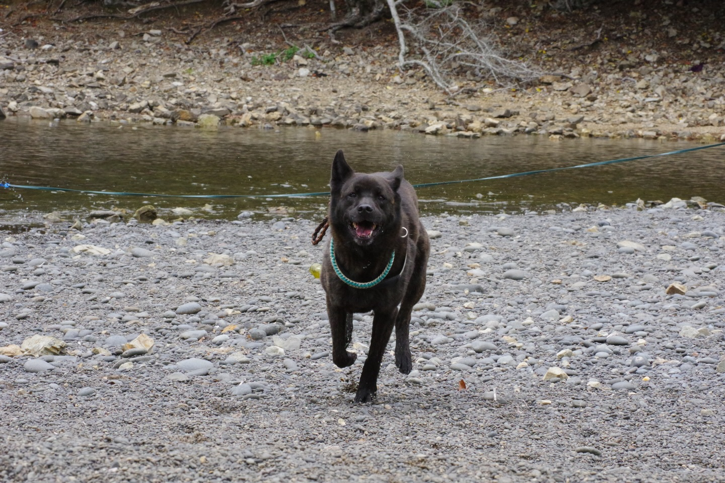🐕🌿 今日はモニターツアー！