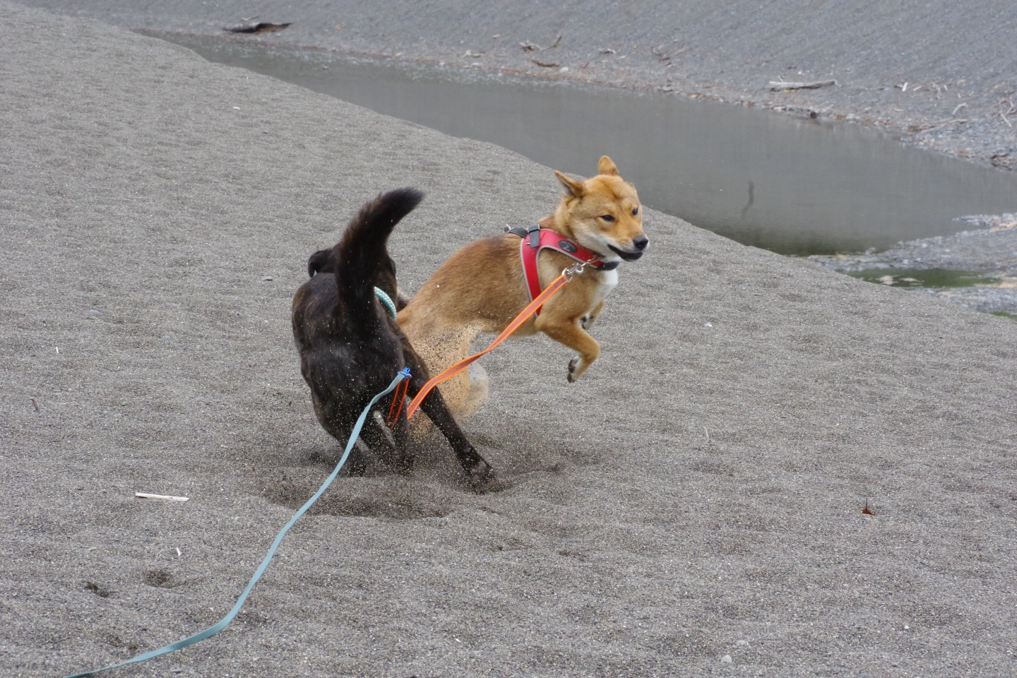 🐕🌿 今日はモニターツアー！