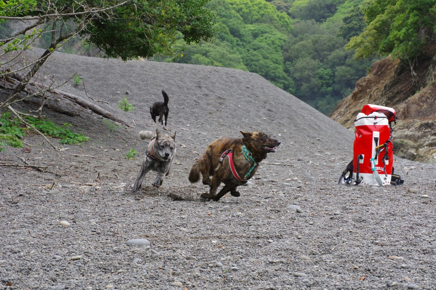 🐕🌿 今日はモニターツアー！