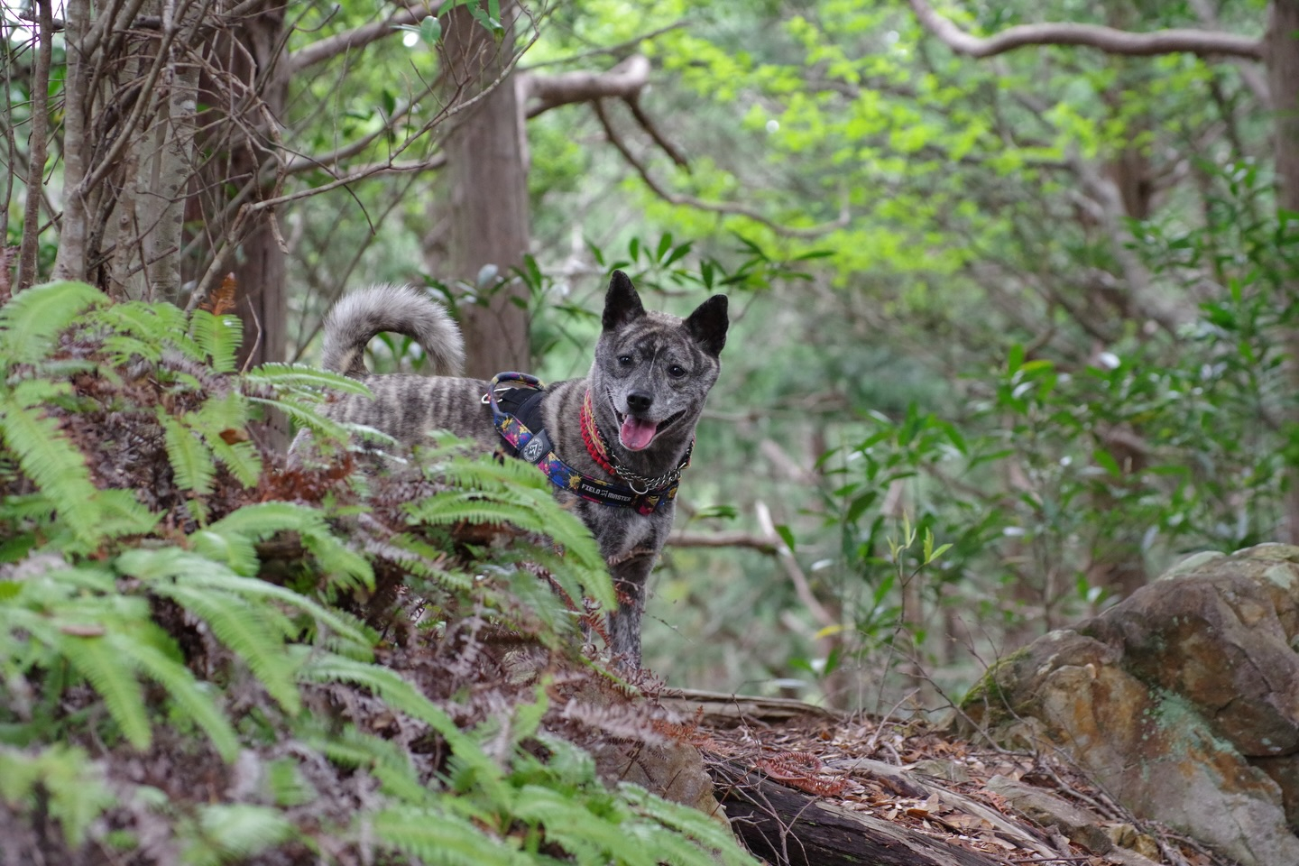 🐕🌿 今日はモニターツアー！