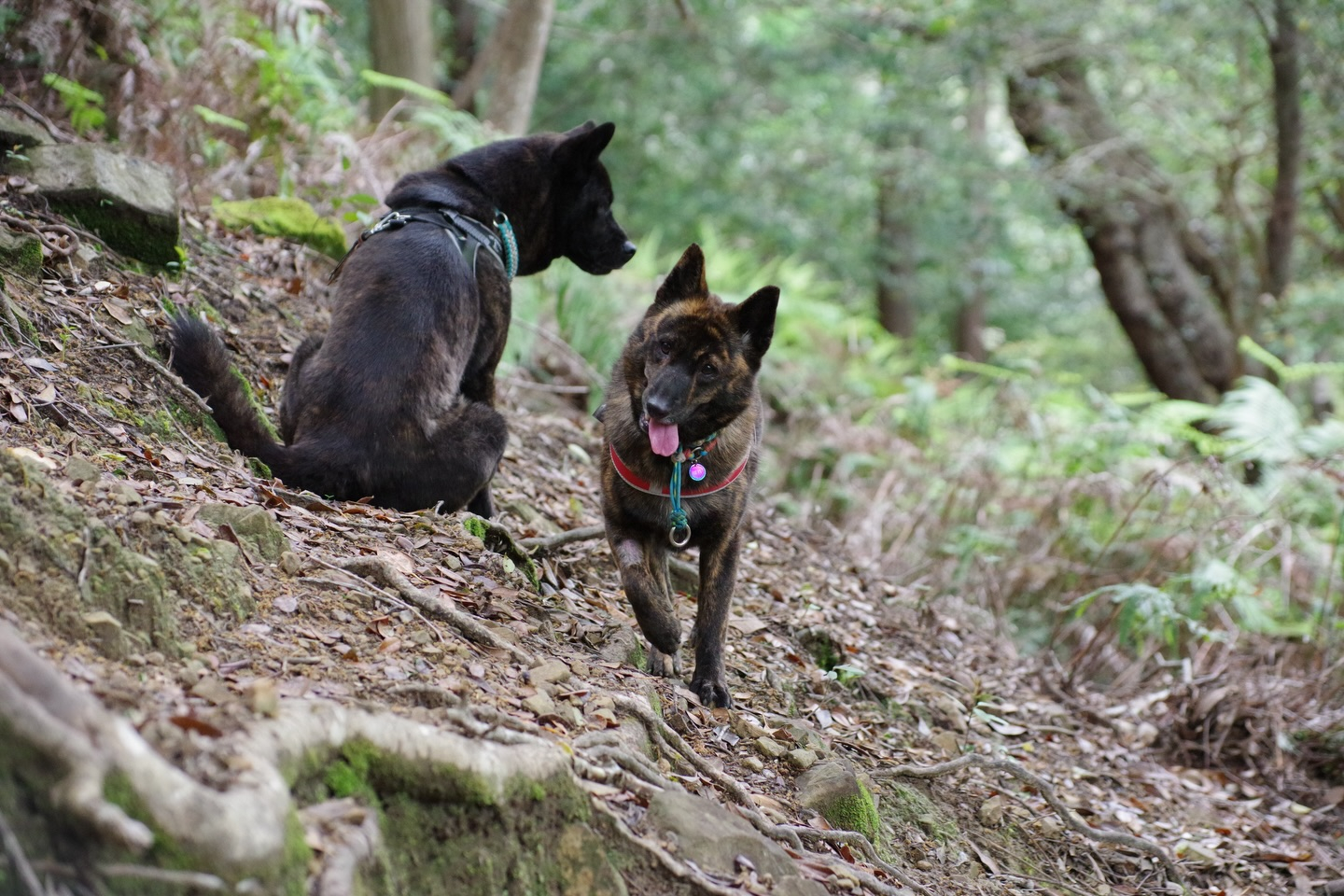 🐕🌿 今日はモニターツアー！