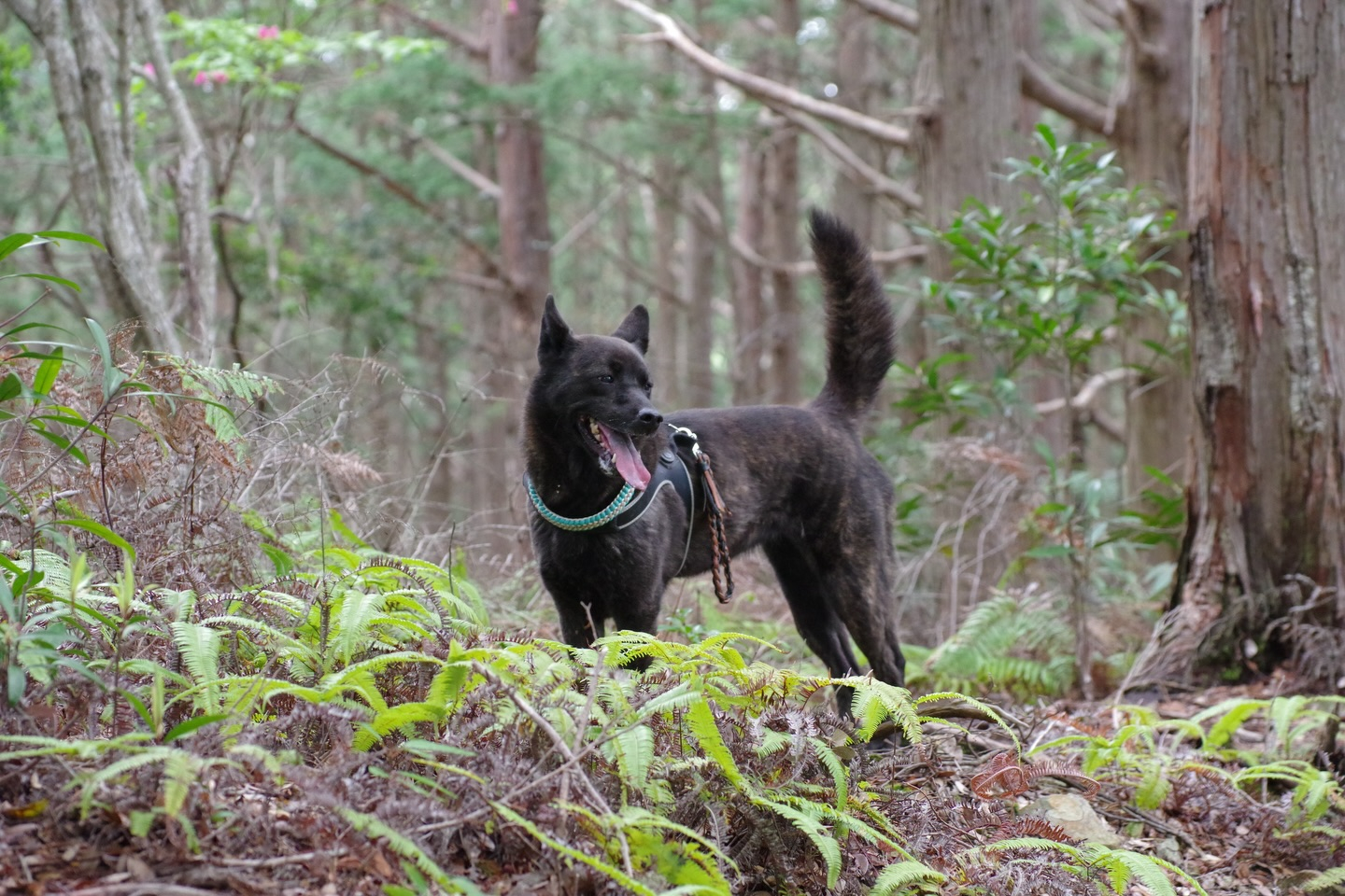 🐕🌿 今日はモニターツアー！