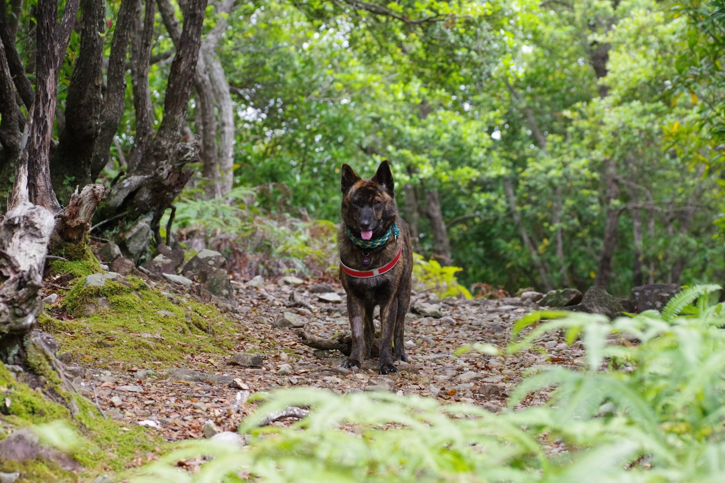 🐕🌿 今日はモニターツアー！