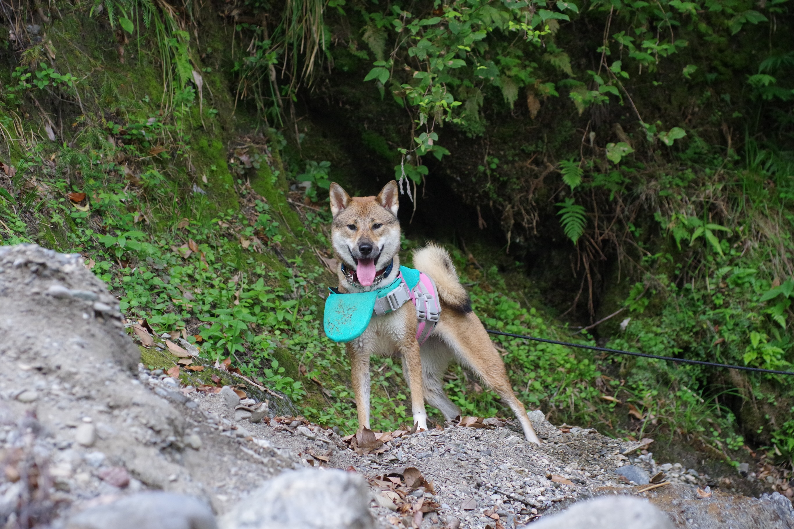 今日はドッグラフト!🐕🚣♀️