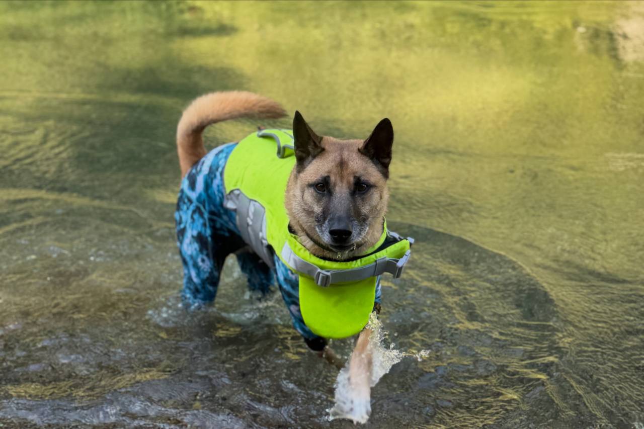 今日は午前ドッグラフト、午後はパックラフトツアーでした！🐶🛶...